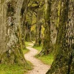 WALKING THROUGH THE SEASON