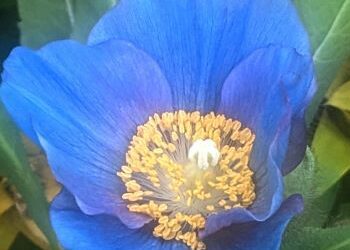 WHAT ABOUT THE POPPY?