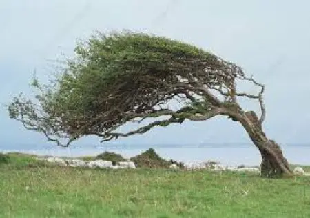 Image of tree in a gale
