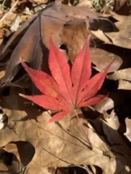 Image of autumn leaf